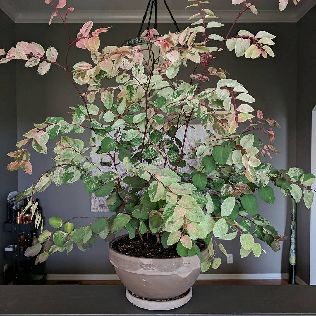 Aiden Gardens Rare Indoor Plant Dwarf Snow Bush, Breynia disticha