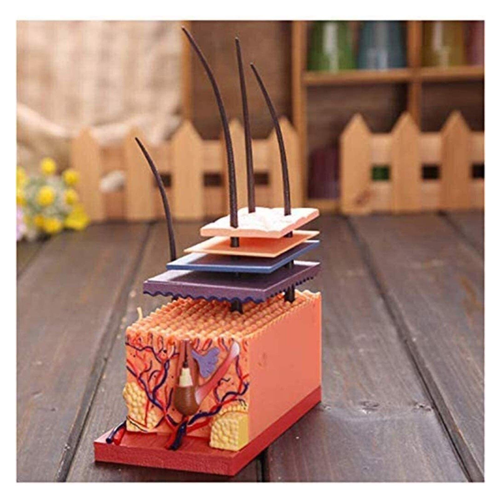 4D Chicken Full Skeleton Anatomy Model Medical Animal Skull Skeleton Anatomical Cock Heart Lung Liver