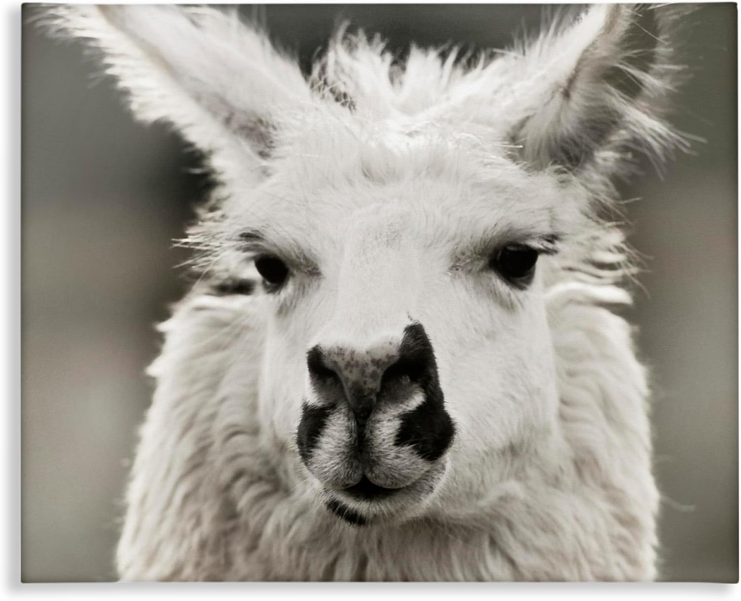 Stupell Industries Llama Gazing Portrait Canvas Wall Art Design by Danita Delimont