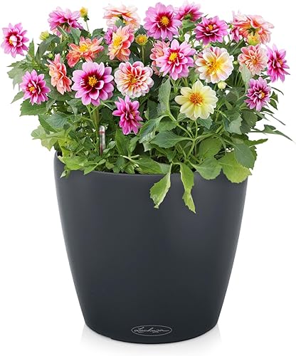 Miniatura 2 de Lechuza Classico - Maceta de jardín con riego automático, 28, pizarrón mate