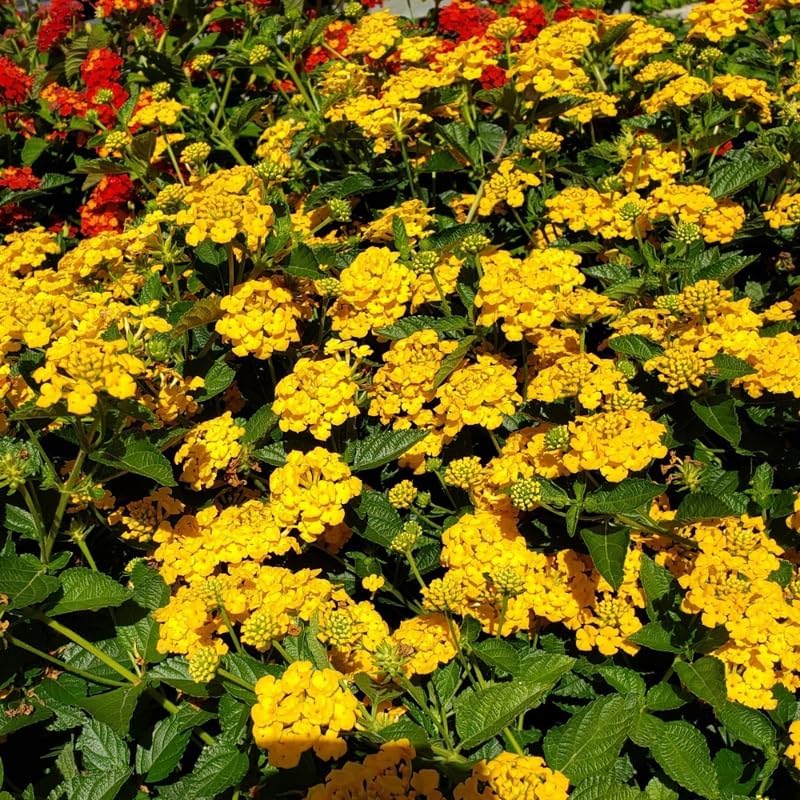 Pack 4 Lantana Plants Live, Hardy Flowering Perennial for Outdoor Planting, 4-8 Inches Tall, Yellow Blooms