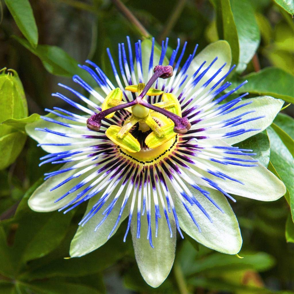 See full amazon price history chart for Exotic Blue Passion Flower Seeds Pack- 25 Seeds - All Season Seeds Exotic Blue Passion Flower Seeds Pack- 25 Seeds - All Season Seeds (B09DZNW8YH) Amazon Price History, Amazon Price Tracker