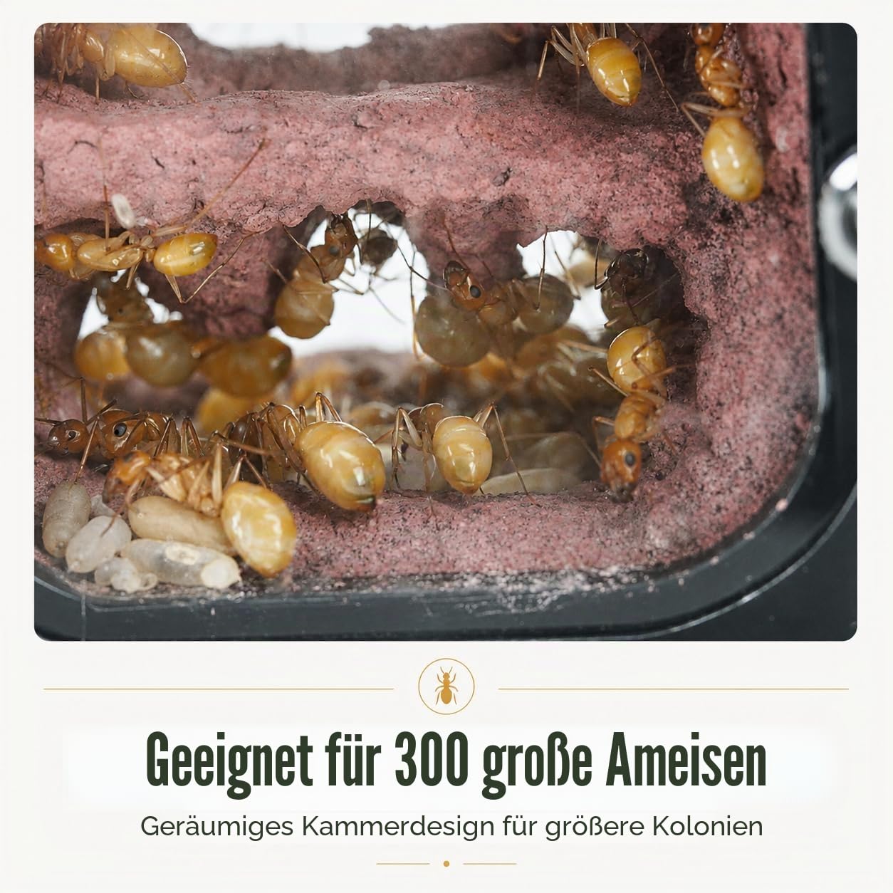 Ameisenfarm im Honigtopf mit Wassertank innen, Lebensraum aus Acryl für kleine Ameisenkolonien, 9,5 x 10,5 x 3,0 cm