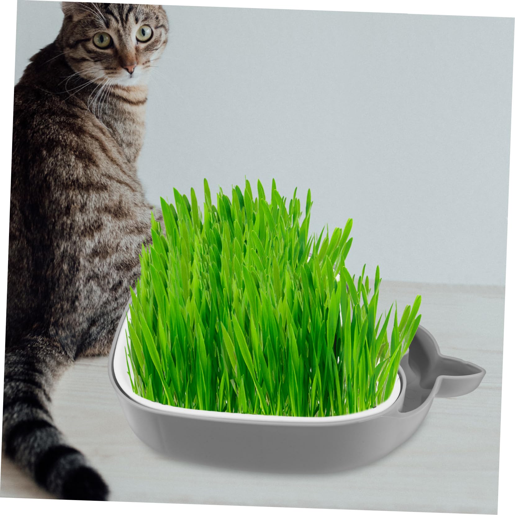 Katzengras Pflanzgefäß Set – 3er Pack, Erdloser Anbau, Einfach Zu Reinigen Für Hauskatzen