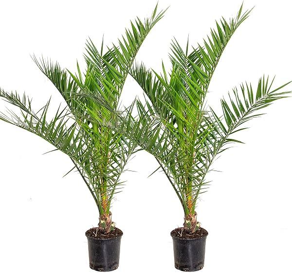 Palm