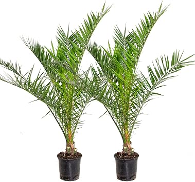 Bloomique - Set de 2 - Phoenix canariensis - Palmera datilera canaria - Palmera resistente - Plantas de jard n - Altura 80-100 cm - Maceta 19 cm