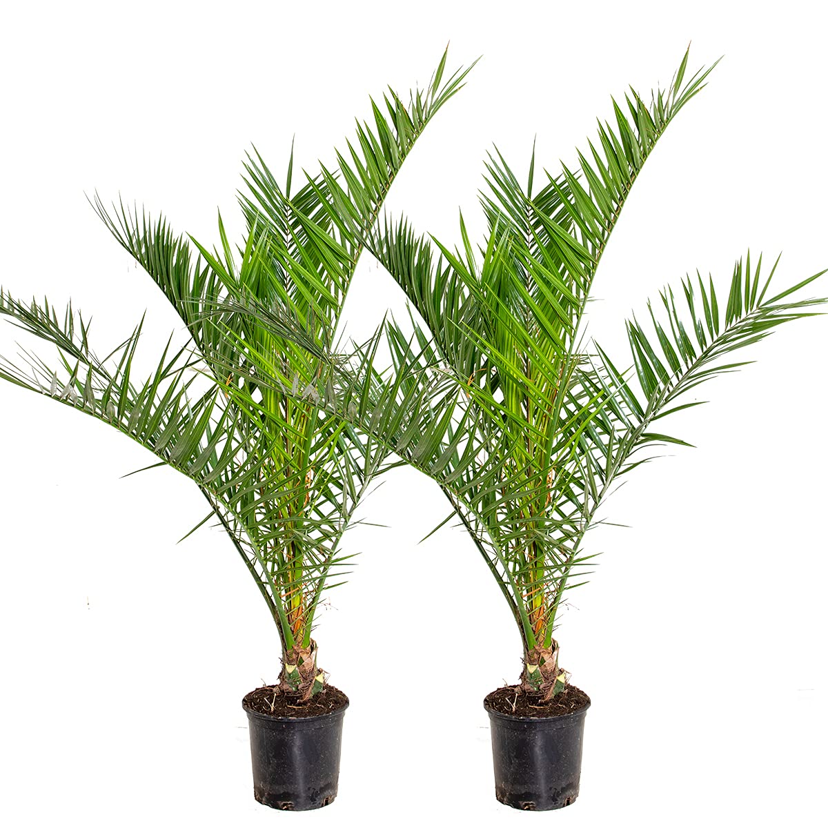 Phoenix Canariensis (2er Set)