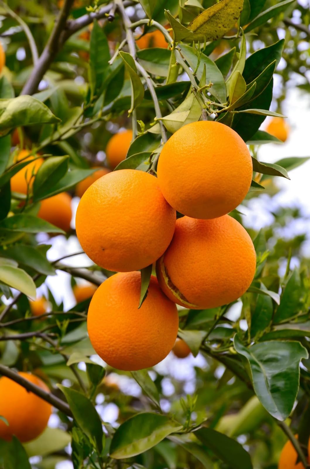 Bhutani Chataki Orange Variety Grafted Santra Fruit Live Plants & Tree (B0CSLG7VXR) Amazon Price History, Amazon Price Tracker