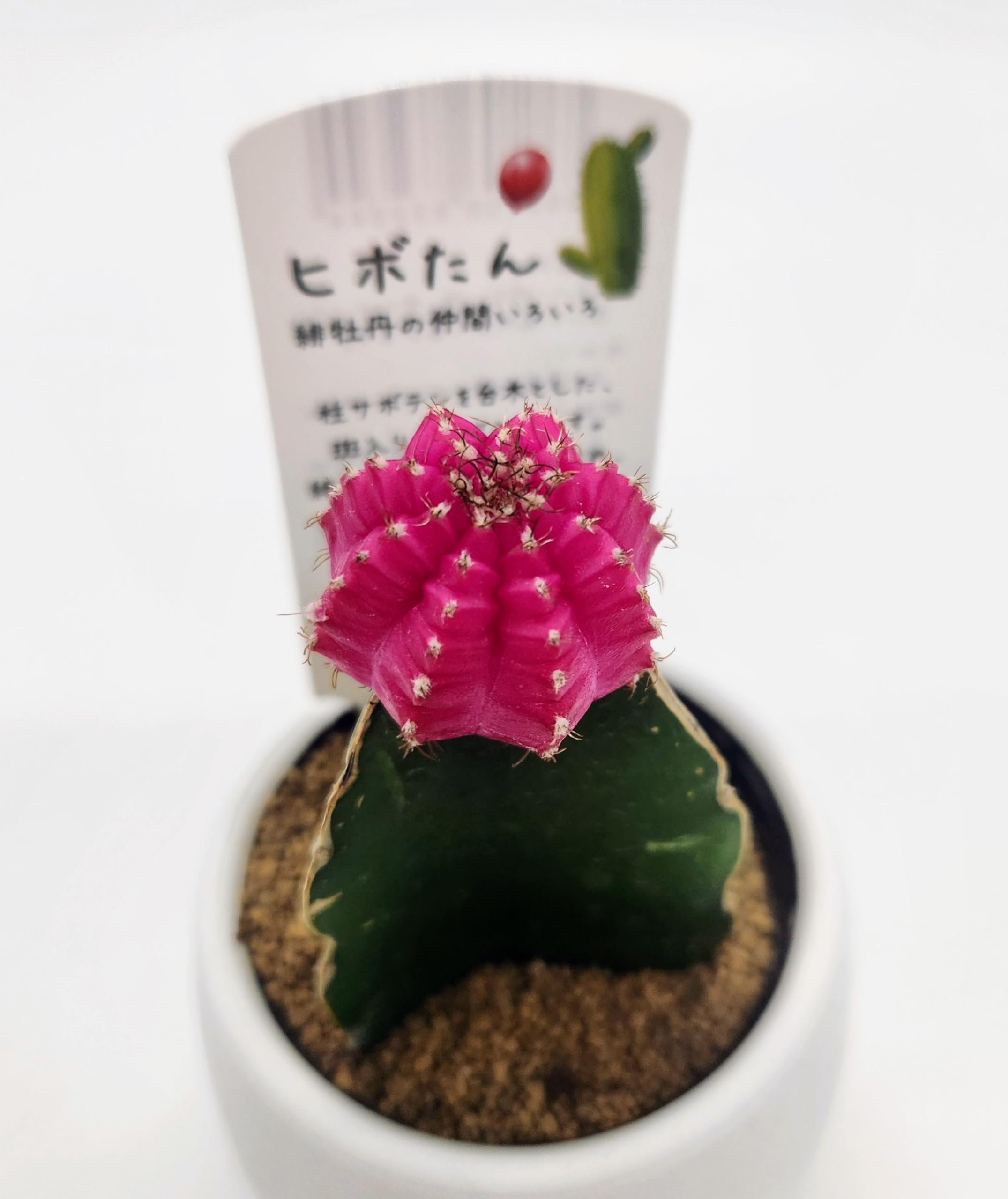 サボテン　アオリカルプス　花牡丹　接ぎ降ろし自根 サボテン - 公式通販 怒涛花牡丹 接ぎ下ろし自根 鉢のままメルカリ便