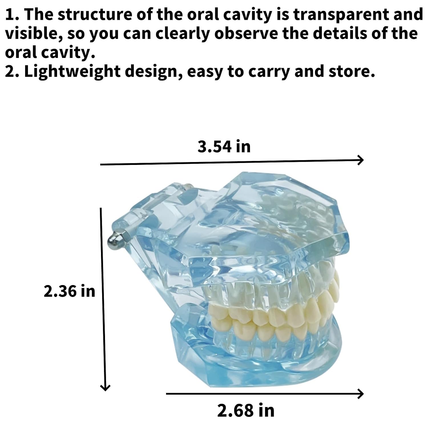 1PC Transparent Normal Dental Model, Teeth Dental Teaching Model, Mouth Model for Dentistry Education and Training Demonstrations (Blue)