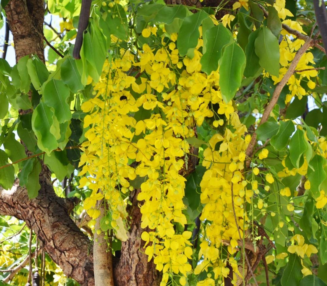 See full amazon price history chart for SHOP 360 GARDEN Cassia fistula, Flower of Kerala, Bahava, Golden shower Tree, Amaltas, Indian laburnum - Ornamental Tree Seeds - Pack of 30 Seeds SHOP 360 GARDEN Cassia fistula, Flower of Kerala, Bahava, Golden shower Tree, Amaltas, Indian laburnum - Ornamental Tree Seeds - Pack of 30 Seeds (B07X37WT7M) Amazon Price History, Amazon Price Tracker