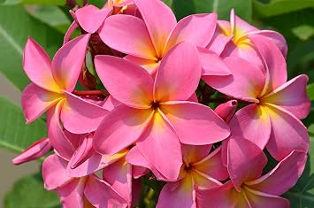 Mixed Hawaiian Plumeria Frangipani Cuttings Red White Yellow Pink 8-10 Long (Pink)