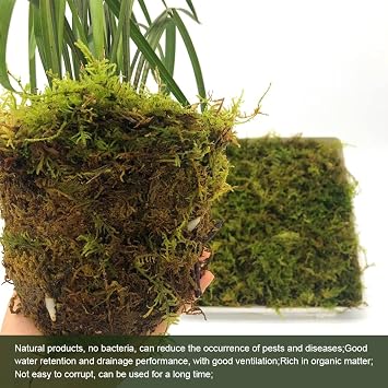 Gukasxi 150g Dried Forest Moss for Potted Plants Green Artificial Moss Decoration Natural Sphagnum Moss for Terrarium Decor, Orchid Soil Medium (4 Quarts)