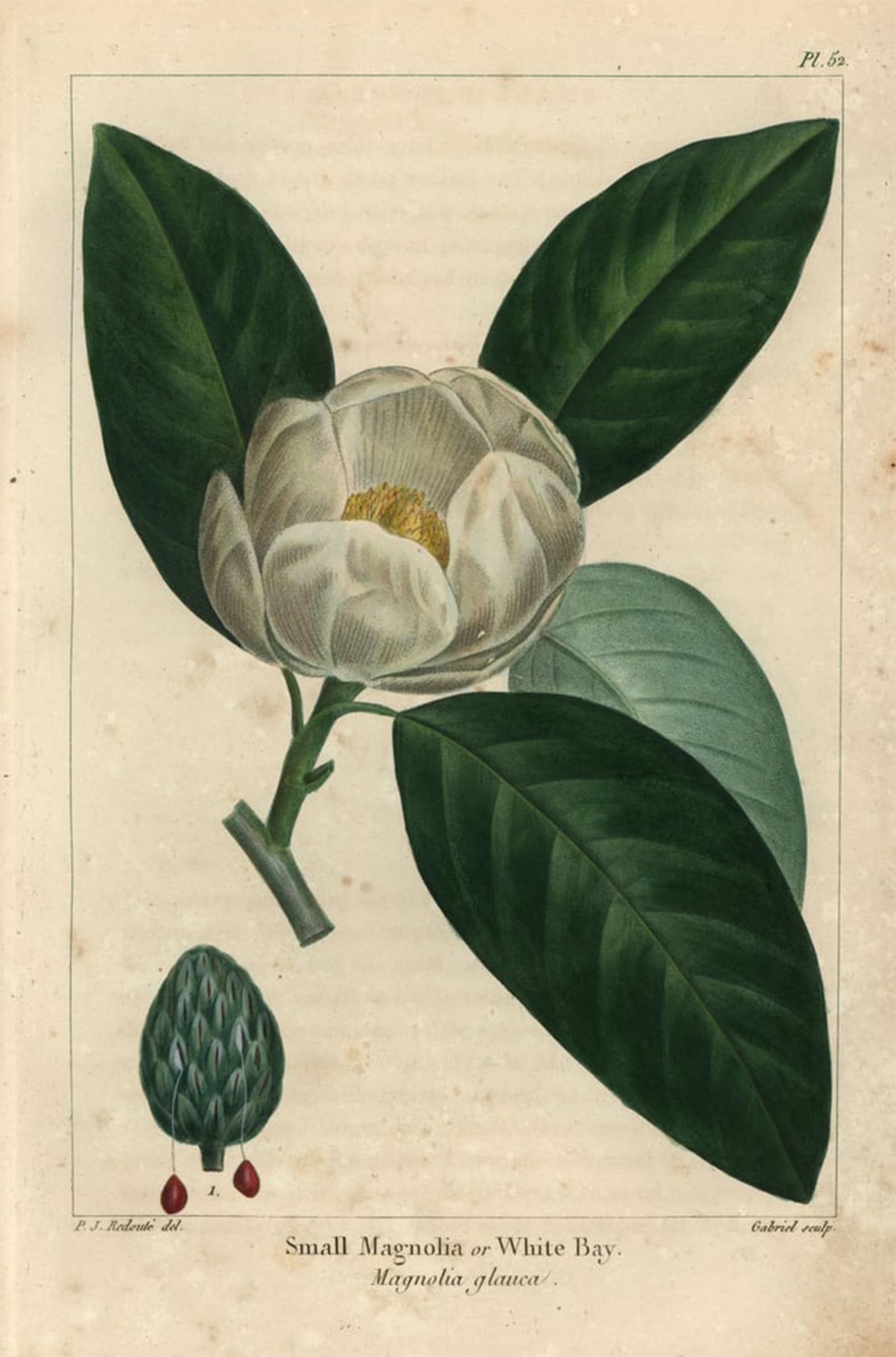 SERENDIPITP Abstract Painting Mural Print Picture Wall Decor Painting Small magnolia tree or white bay Magnolia glauca by Pierre Redouté Vintage Wall Artwork for Home Decor 60x90cm