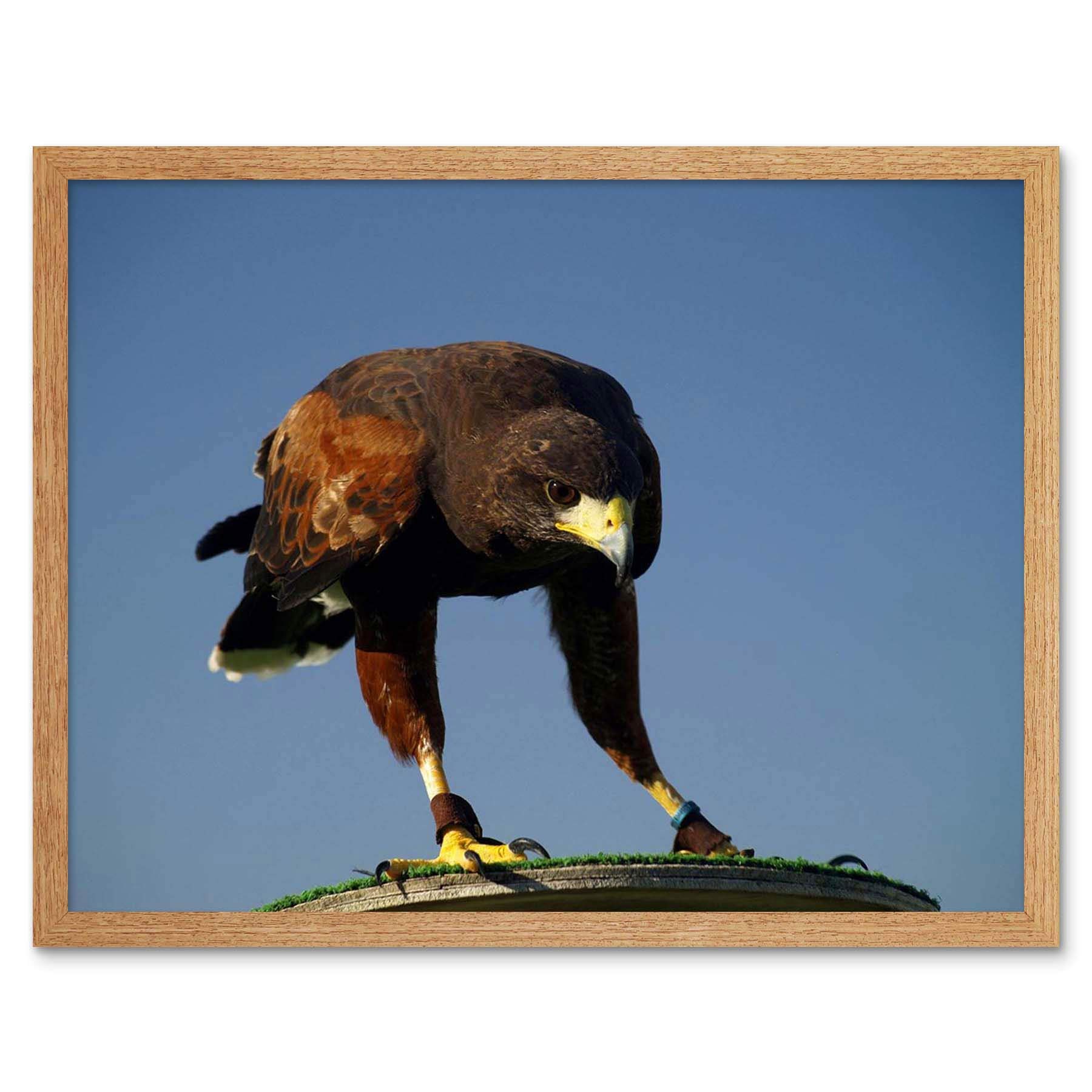Wee Blue Coo Eagle Bird Pray Talons Falconry Art Print Framed Poster Wall Decor 12X16 Inch