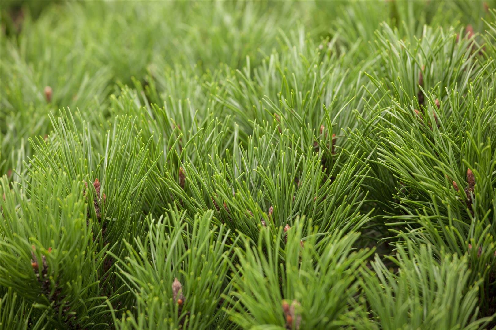 Pinus mugo 'Pumilio' 30–40 cm – Immergrün, Winterhart, Pflegeleicht – Zwerg-Kiefer – Nadelgehölz für Steingarten & Kübel