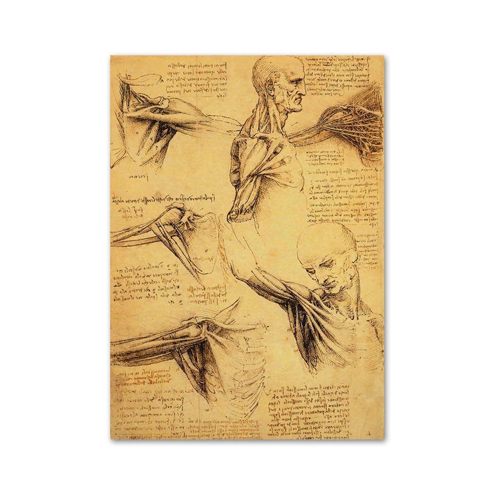 Manuscrit d'anatomie vintage : toile décorative rétro 21x30cm pour bureau et cabinet médical