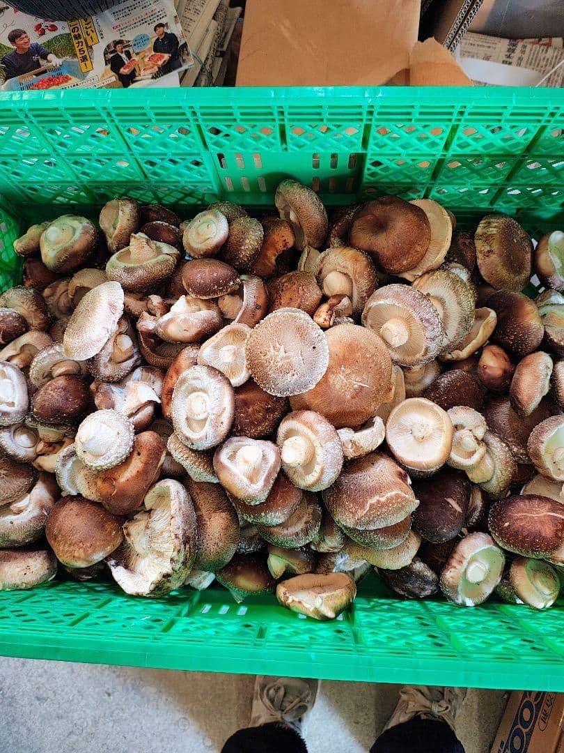 徳島県産 原木しいたけ約1キロ