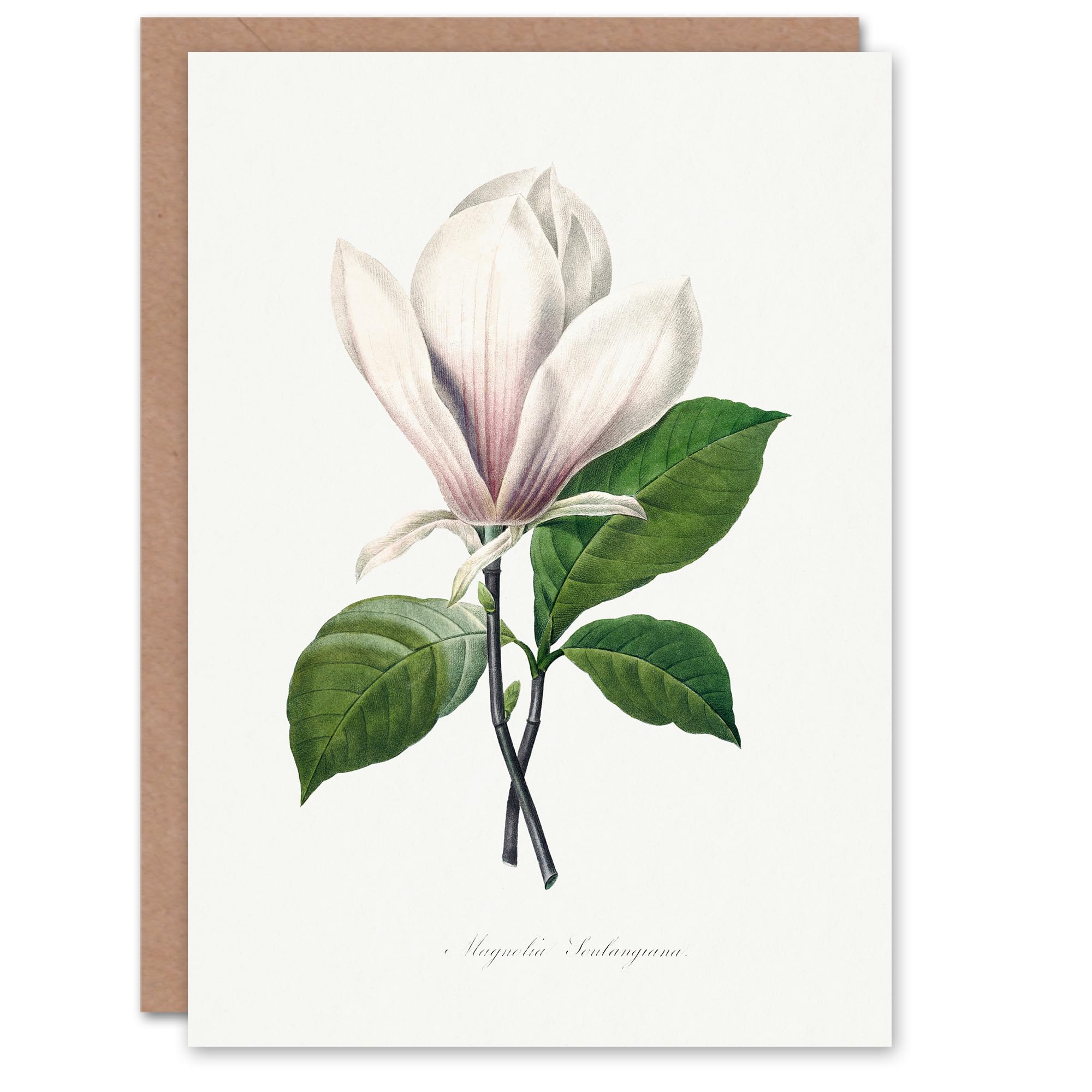 Artery8 Pierre-Joseph Redouté Art Card Saucer Magnolia Flower