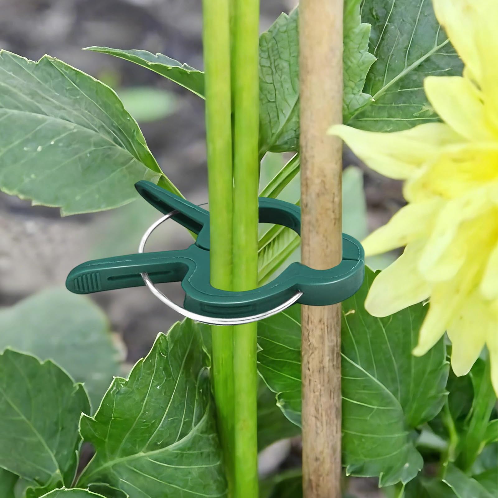 Attache Plante, Pince Attache Tomate, Clip de Support pour Plante, Clips Plantes Grimpantes, Attaches Tomates Clips Réutilisable pour Fixer et Soutenir Plantes, Légumes, Fleurs et Fruits (60PCS)