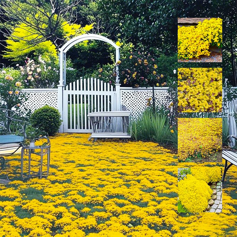 21600+ Bright Color Creeping Thyme Seeds Ground Cover-Low Maintenance Perennial Carpet Flower Seeds for Planting Long-Blooming for Outdoor Lawns Garden Road