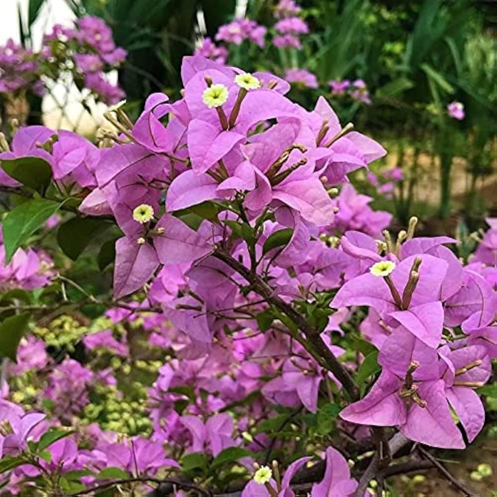 Purple Bougainvillea live plant (Pack of 1 Live plant)-image-14
