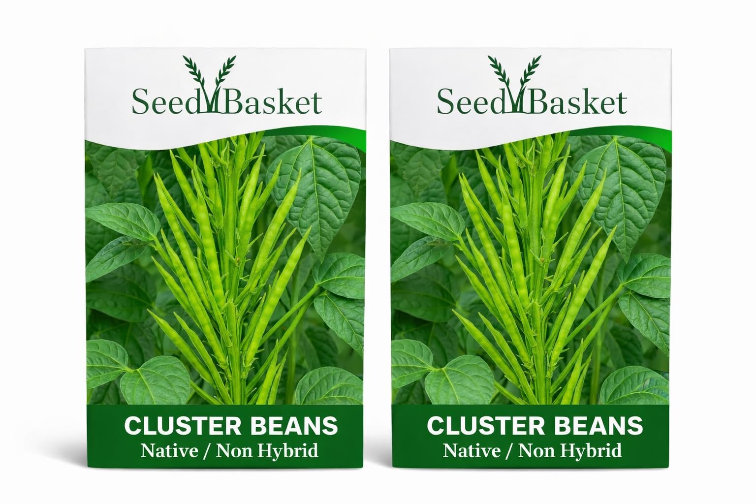 Seed Basket Cluster Beans (Guar) 80 Seeds | Pack of 2 | for Home Garden – High Yield, Fast Growing, Non-GMO, Open-Pollinated Vegetable Seeds for Pots, Terrace & Outdoor Farming-image-30