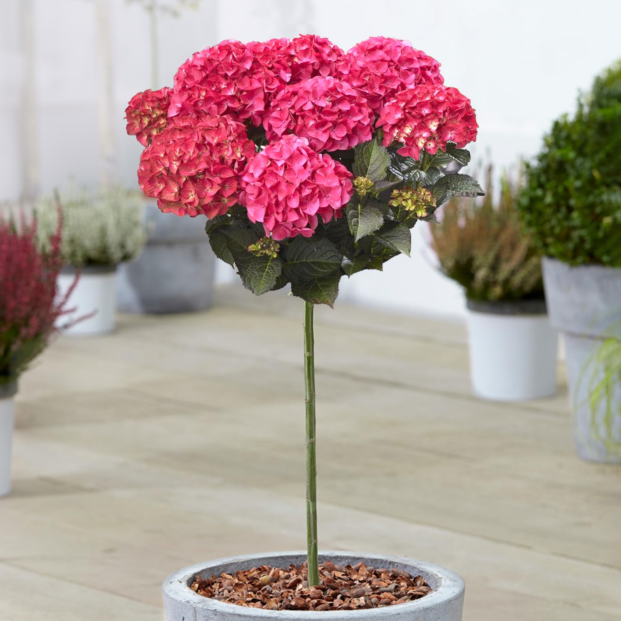 Hydrangea Dark Angel Patio Tree - Hardy Outdoor Plants for Garden - Grow Your Own Flowering Trees - Hydrangea Plants Outdoor Garden Ready in Pot (70-80cm Incl. Pot)