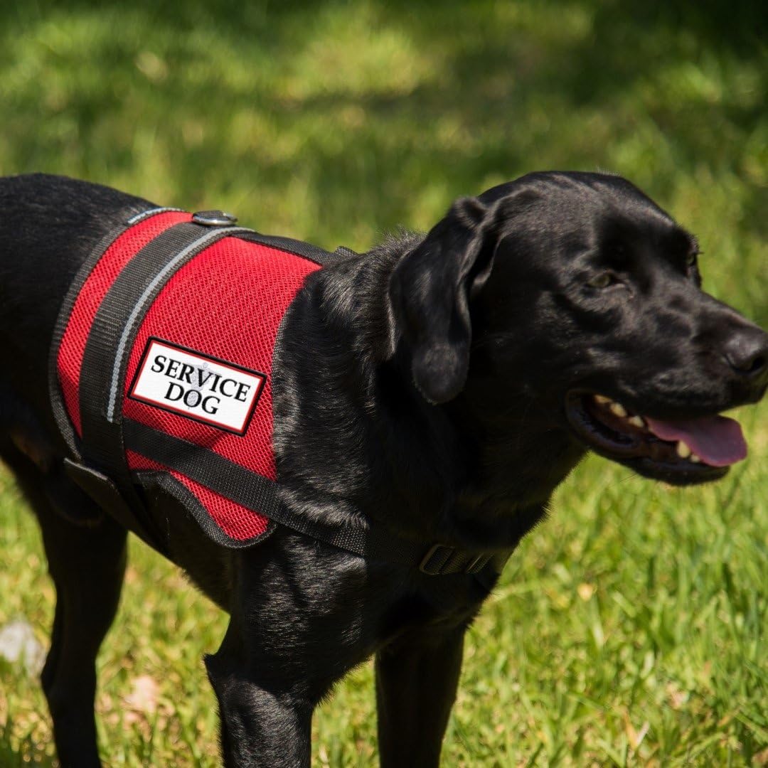 Mesh Service Dog Vest Harness for Large Dogs - Service Dog Patch on Both Sides (34"-41" Girth - XL, Red)