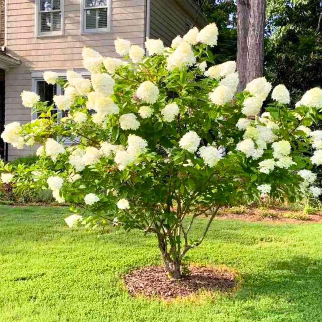 Change Color Hydrangea Live Plant in 2.5 Inch Pot, Hydrangea Trees Shrub Bush Perennial Outdoor Planting (White to Pink)