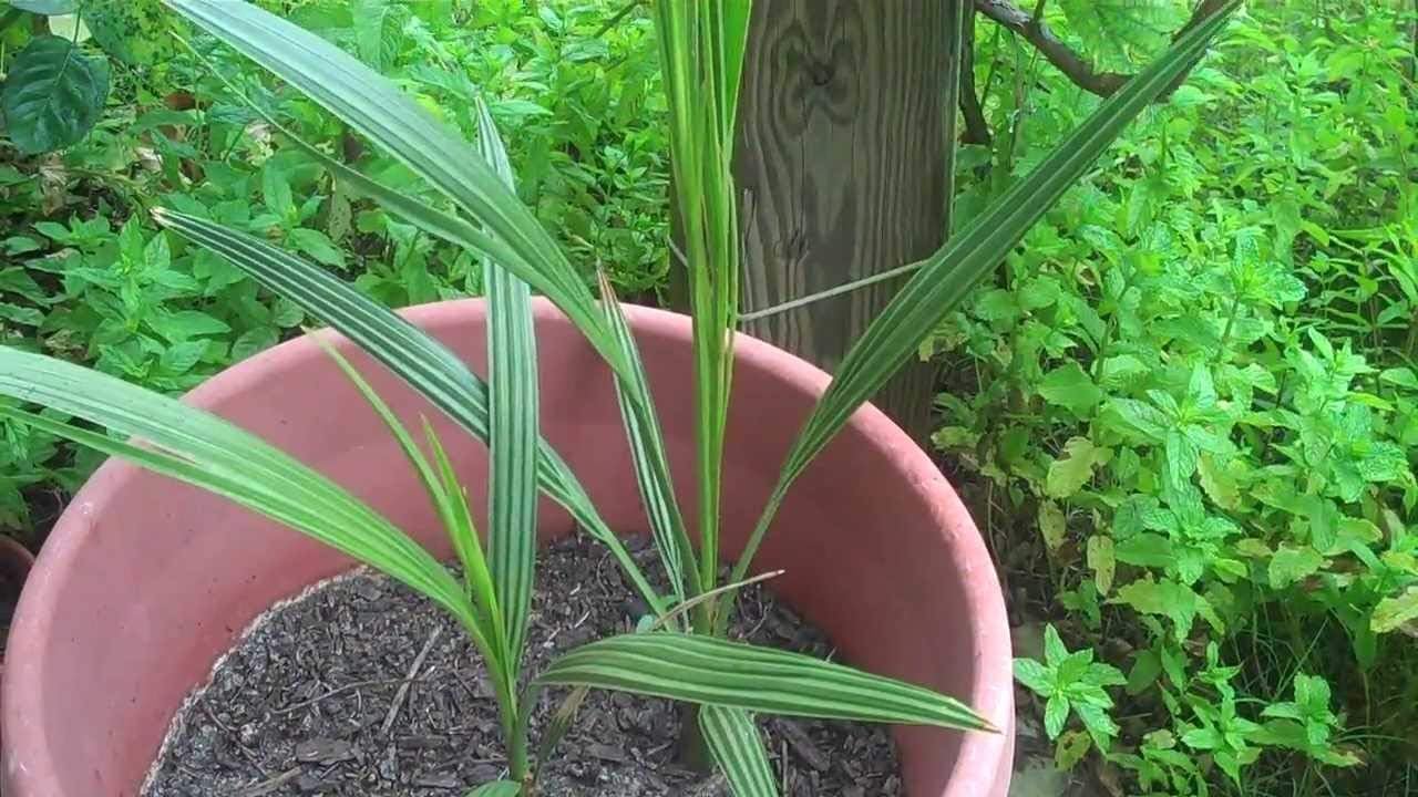Special Deal 10 Fresh Medjool Date Palm Seeds Large Sweet Excellent Taste