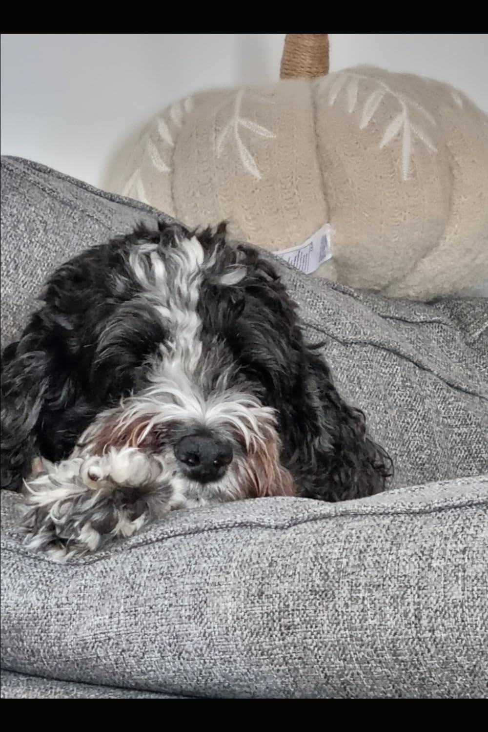 A Calm & Practical Guide to Cockapoo Care: From Puppy to Senior