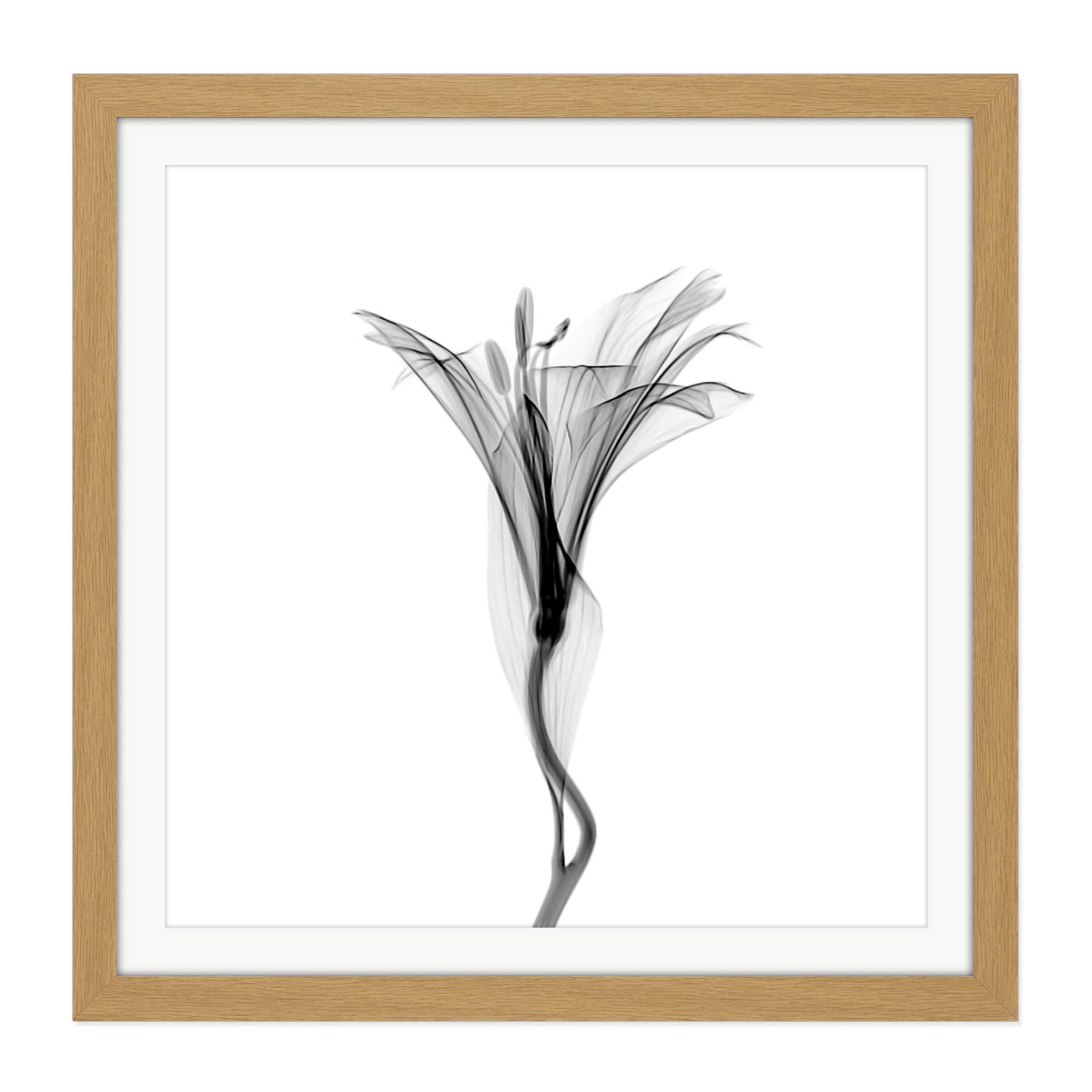 Schwartz NJIT Flower Greyscale X-Ray Transparent Photo Square Wooden Framed Wall Art Print Picture 16X16 Inch
