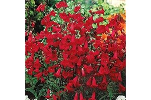 EATON'S Red Hummingbird Firecracker Perennials Penstemon Flower Seed