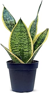 Live Snake Plant, Sansevieria Superba, Gardening Gift, Mother's Day Gift, Christmas Gift, Plant Lover Gift, Housewarming Gift, Fully Rooted Houseplant, Birthday Gift in 4" Pot