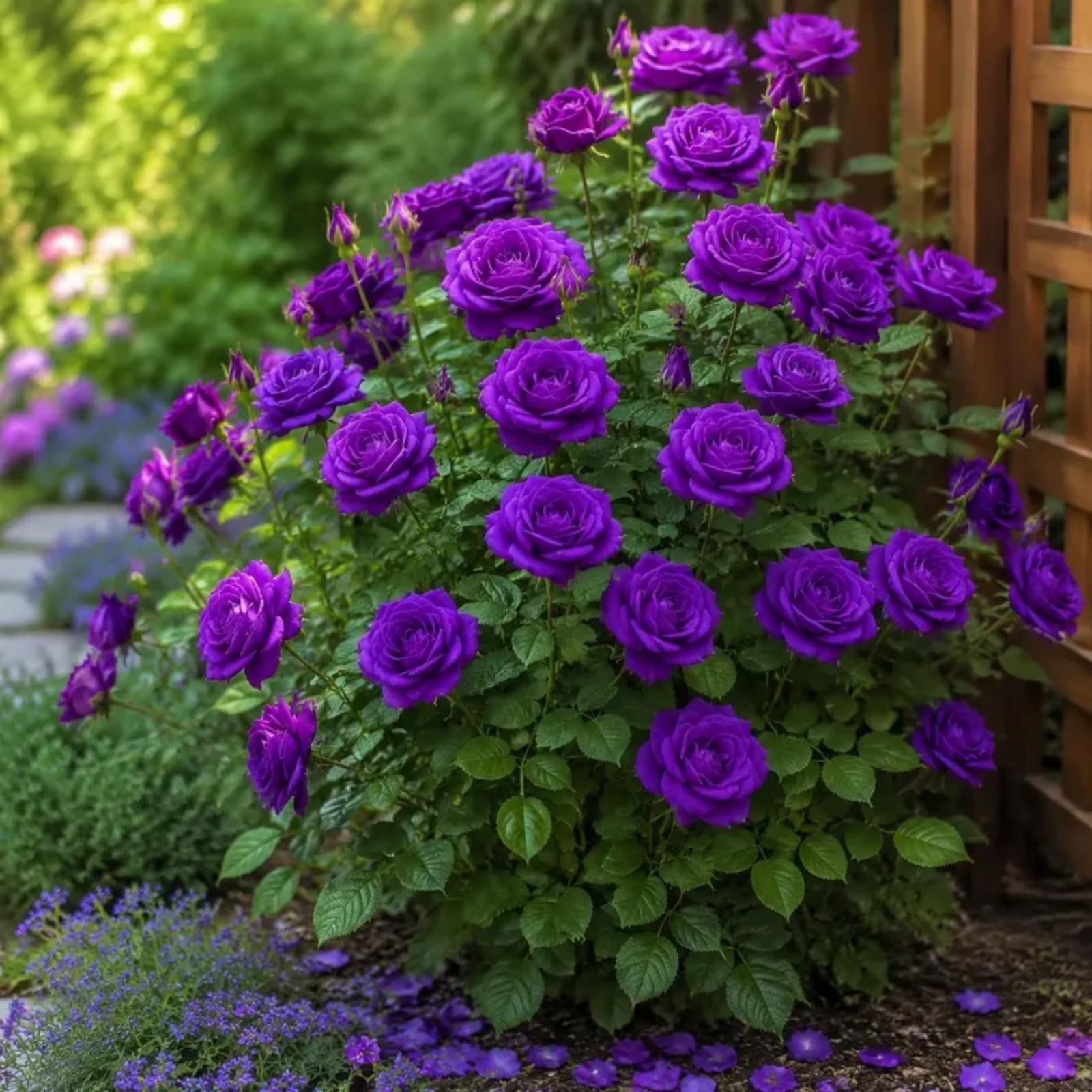 Fast Growing Hybrid Roses Plants for Beautiful Outdoor Garden Displays-1 Rhizome-E