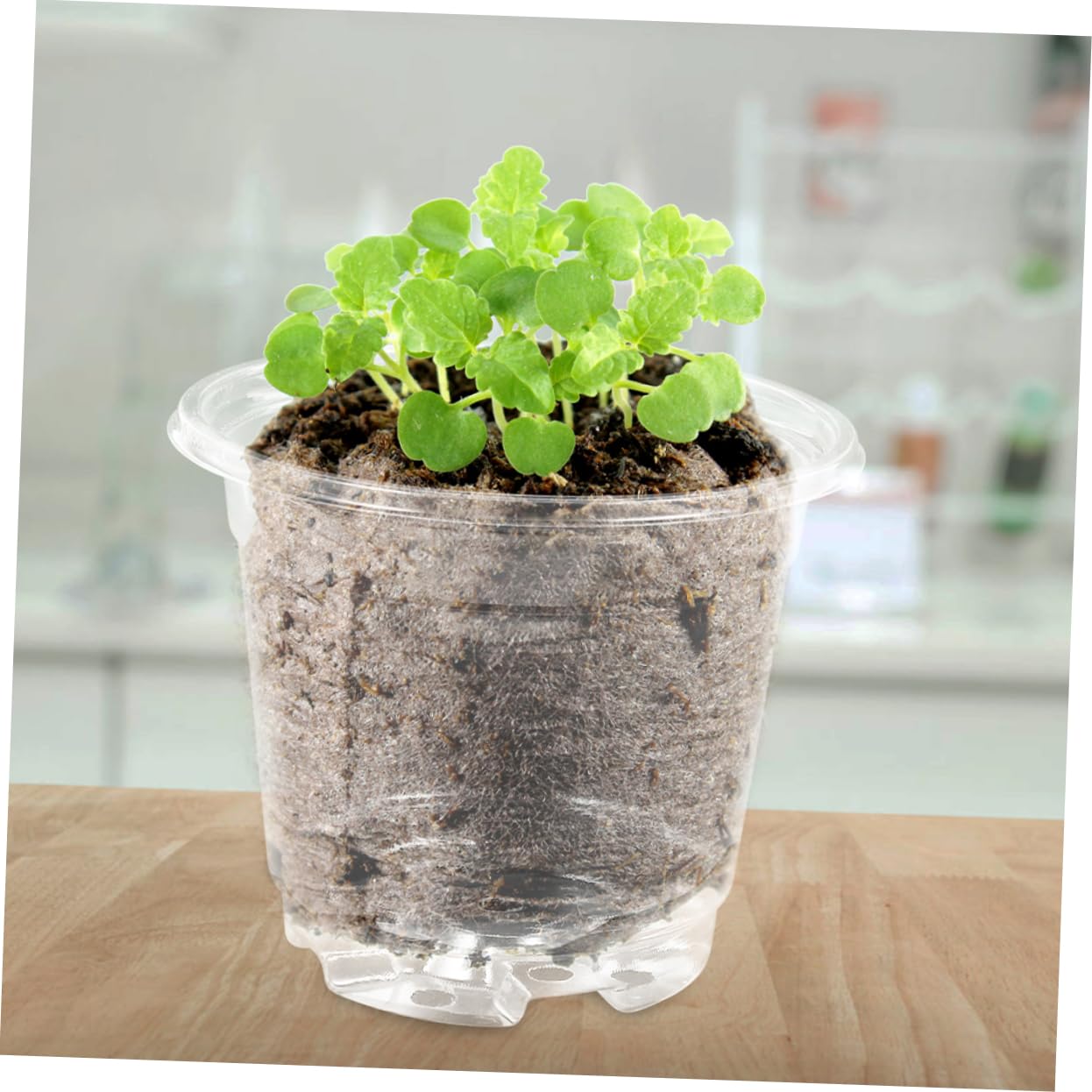 Toddmomy 4 Ensembles Pots de Semis Plastiques avec Couvercle Pots de Jardinage Idéaux pour Plantes et Drainage et Design Pratique