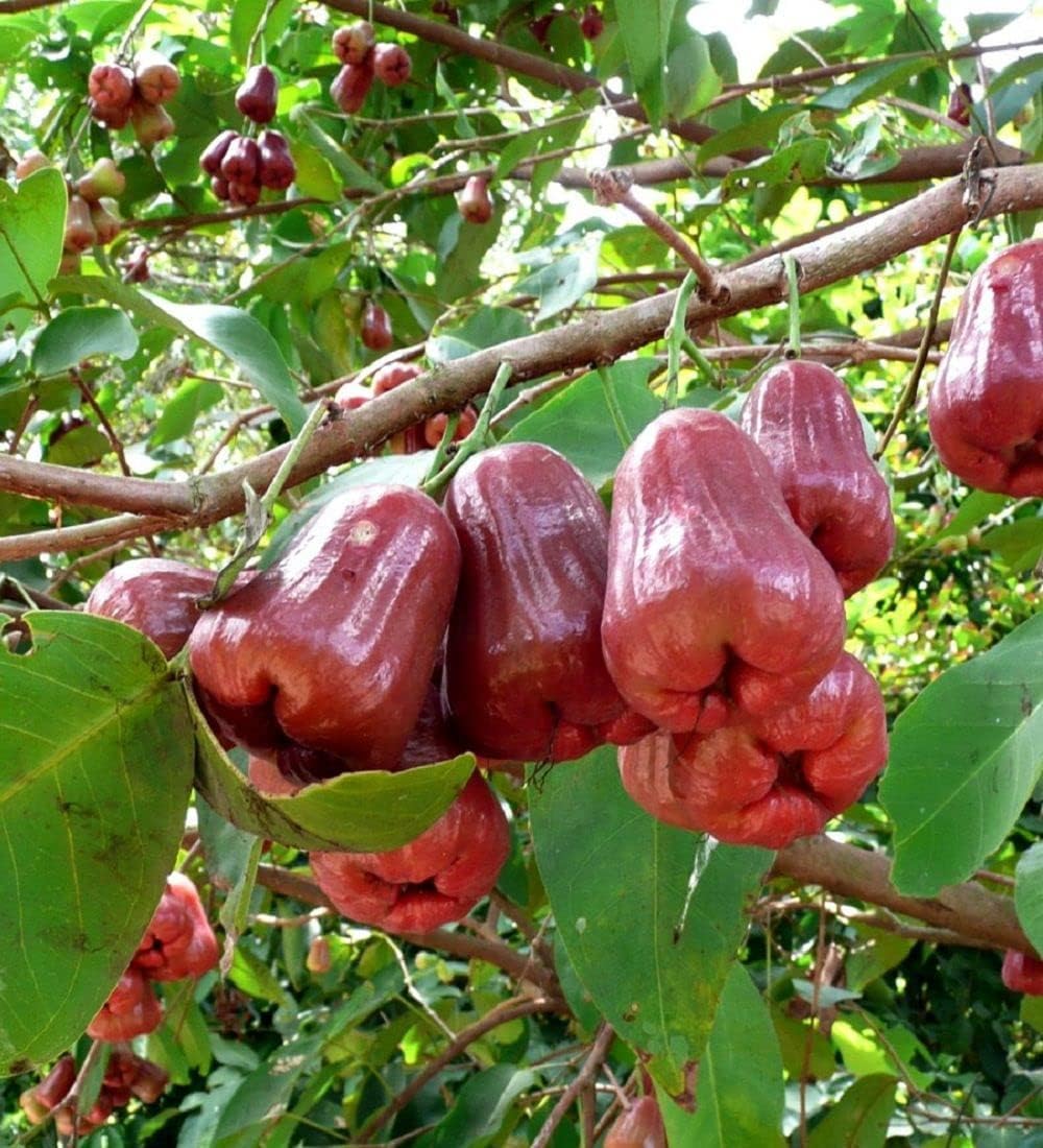 Ariya Red Malay Variety Wax Apple Water Apple Java Apple Fruit (Air layered/Grafted) Live Plants & Tree(1-1.5 Ft Size)