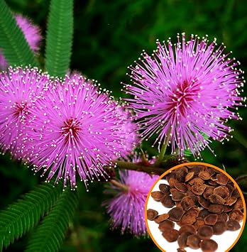 Seeds Sensitive Plant Sleepy Mimosa Shameplant Touch-Me-Not Dwarf Non GMO Vegetable for Planting