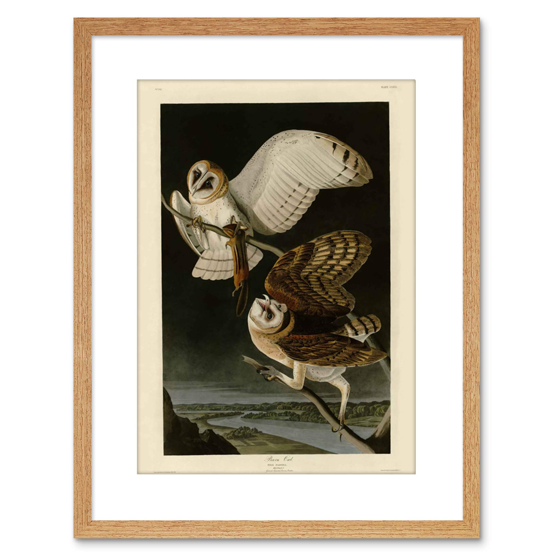 Wee Blue Coo PAINTING BOOK PAGE BIRDS AMERICA AUDUBON BARN OWL FRAMED PRINT F97X4481