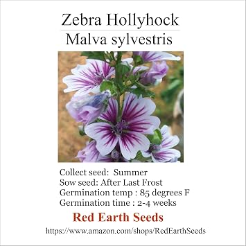 20 Purple and White Zebra Hollyhock - Malva sylvestris Organically Grown