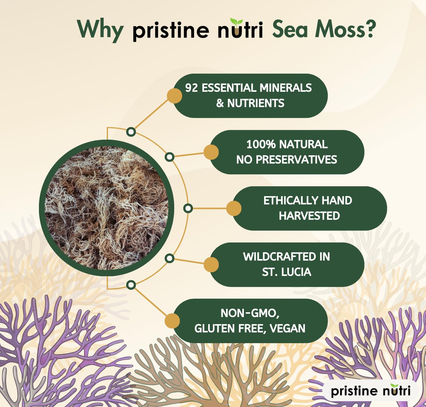 Sea Moss | Raw Wildcrafted Irish Seamoss from St. Lucia | Golden, Sun-Dried | Makes 160+ oz of Sea Moss Gel | 100% Natural, Vegan, Non-GMO | True Mineral-Rich Superfood | 8 oz bulk package