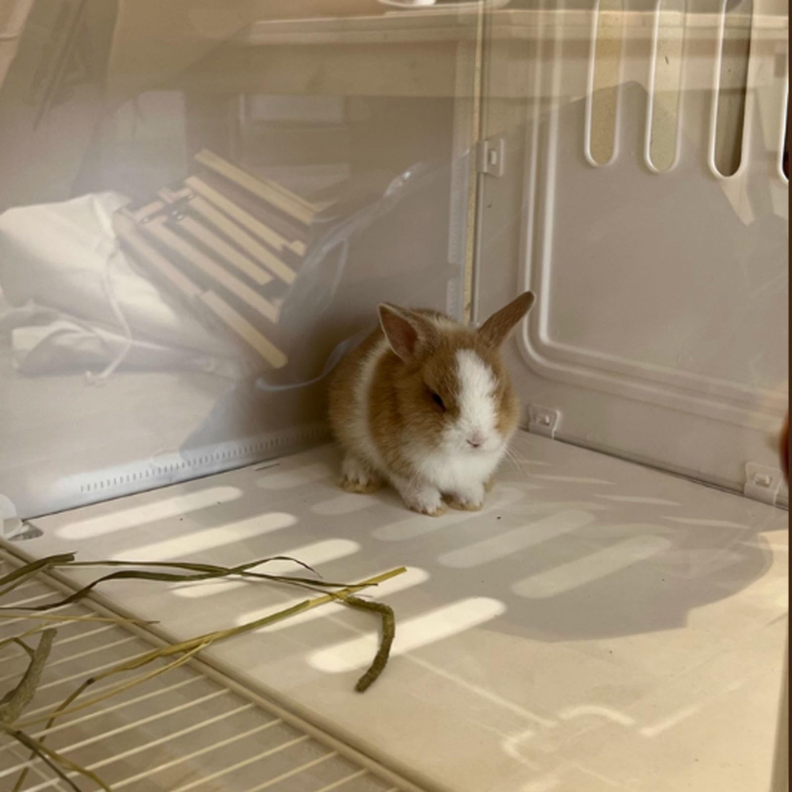 Kaninchenkäfig, Meerschweinchenkäfig, mit transparenter Schiebetür, belüftetem Netzboden und herausziehbarer Schale, Haustiergehege für Kaninchen, Meerschweinchen, Katzen (Weiß, 70 x 45 x 52 cm)