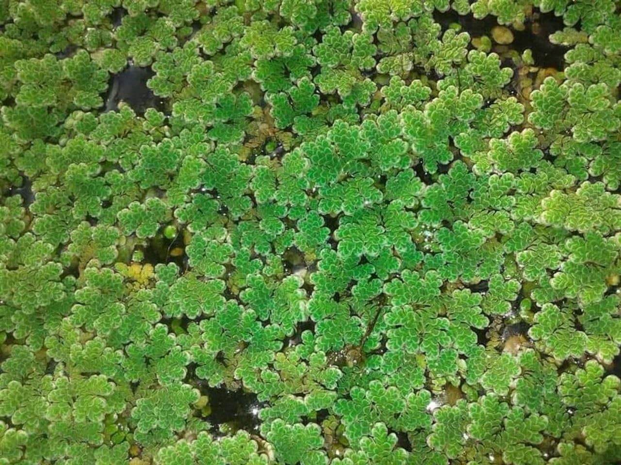 Natural Bio Fertilizer for Rice Fields and Home Gardens Floating Fern Crop (1400 Live Healthy Plant Seeds)-image-39