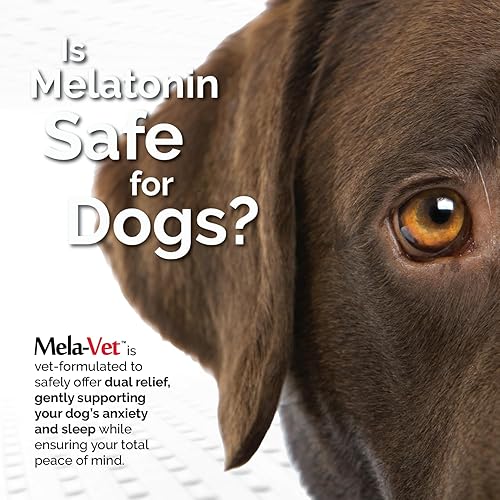 Vista 5 de Melatonina Calmante Masticables suaves para perros, formulados por veterinarios para proporcionar relajación y alivio de la ansiedad, ayuda a