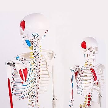 大型　木製　人体模型　標本　臓器　パズル　ディスプレイ　漢方　レトロ 大型 木製 人体模型 標本 臓器 パズル ディスプレイ 漢方 レトロ