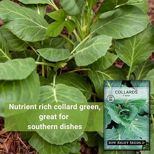 Miniatura 3 de Sow Right Seeds - Semillas de col de Vates para plantar - Paquete de reliquia sin OMG con instrucciones para plantar un huerto casero - Verduras del