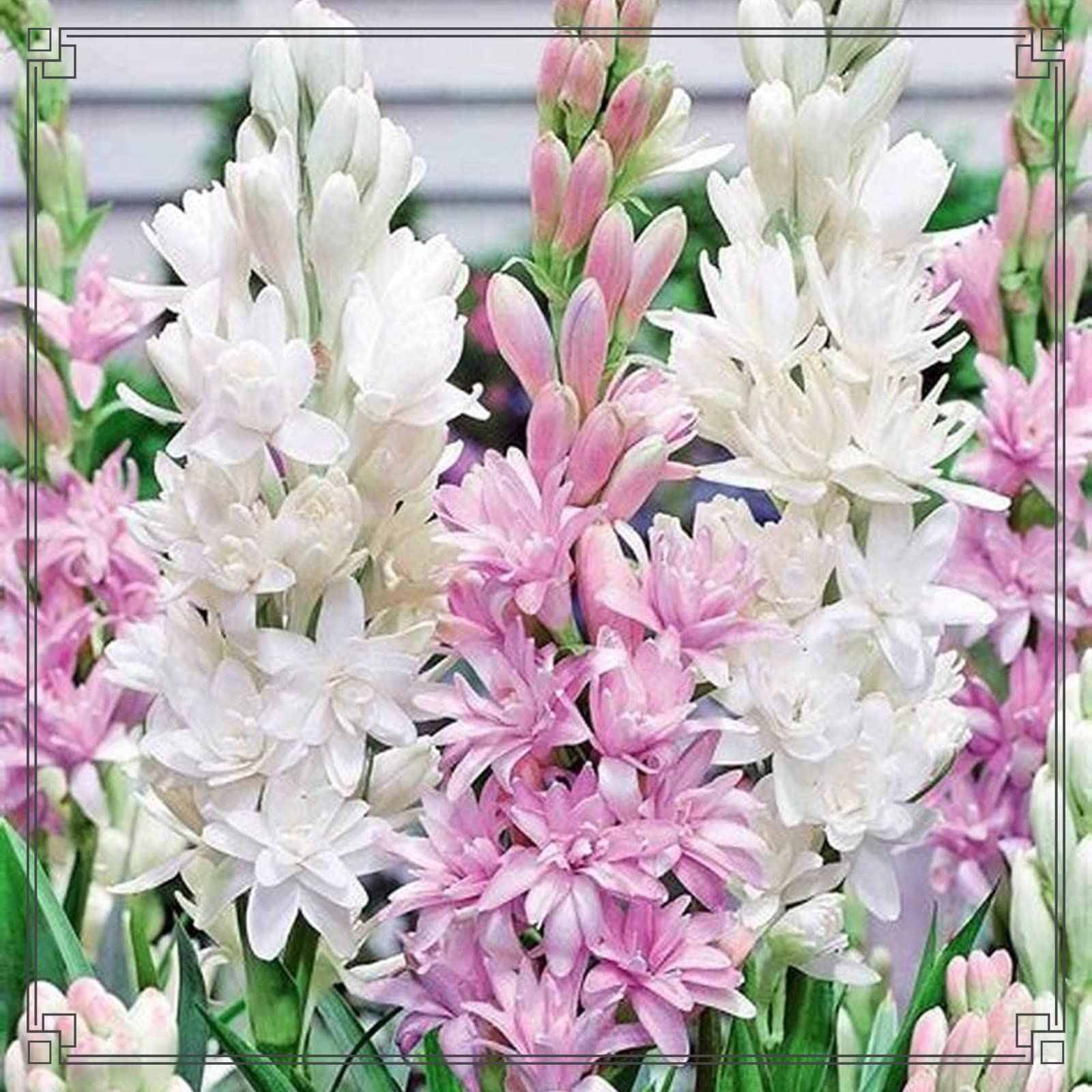 Bulbi Di Tuberosa Profumata - 4 Bulbi Per Giardino O Vaso, Fioritura Da Luglio A Ottobre - Foto 8
