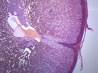 Adrenal Gland - Prepared Microscope Slide - 75 x 25mm - Biology & Microscopy - Eisco Labs