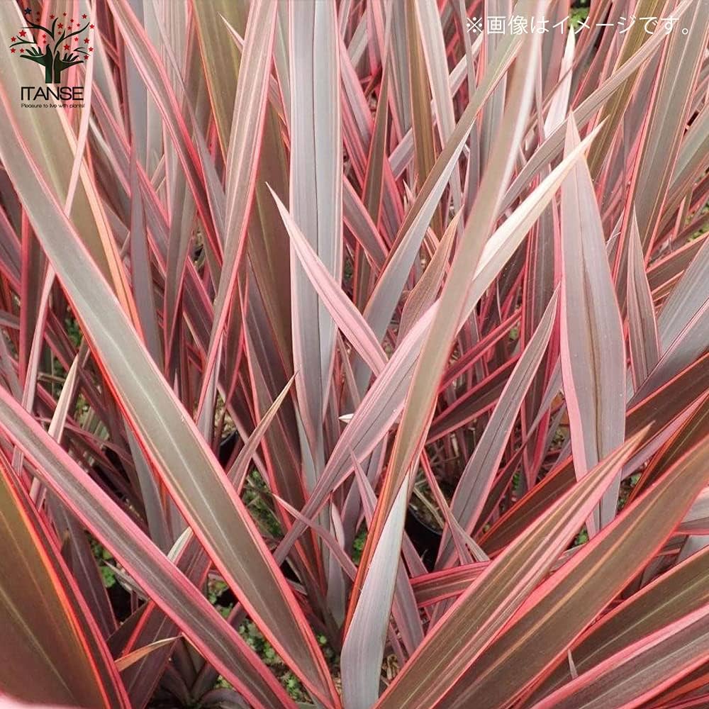 現物「ニューサイラン・ピンクストライプ」７号　Phormium 現物「ニューサイラン・ピンクストライプ」7号 Phormium - メルカリ